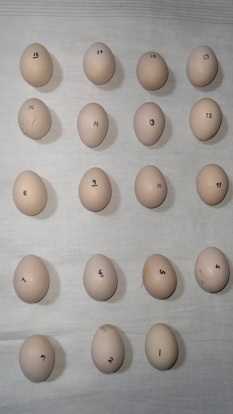 Aseel Eggs (Young birds) 1