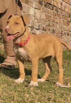 bully dog female for sale