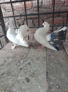 fantail pigeon breedar pair