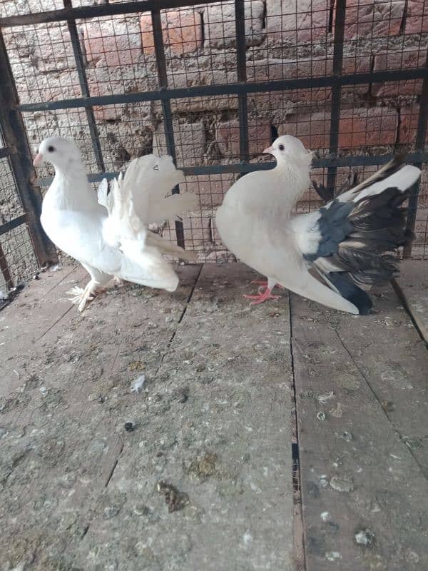 fantail pigeon breedar pair 0