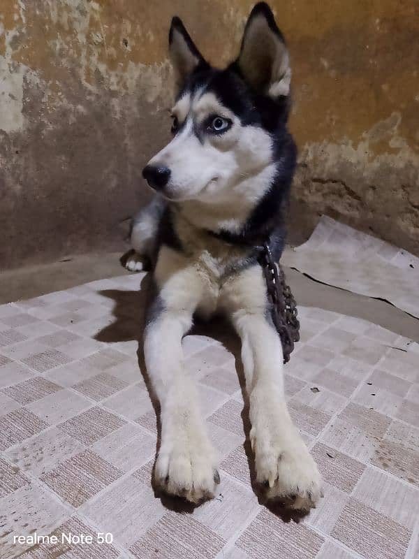 husky 1