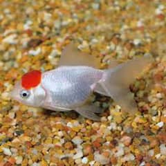 Betta Fish Male female | guppy, Molly frys | Adult Guppy Balloon Molly