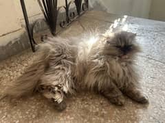 persian cat high quality