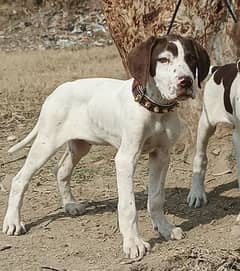 English pointer jori for sale age 2 month