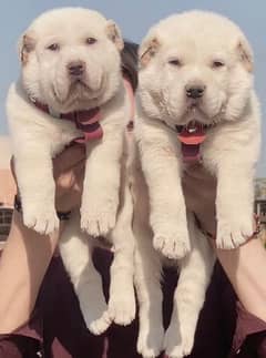 King Alabai Pair | security dog | Alabai Puppies For Sale