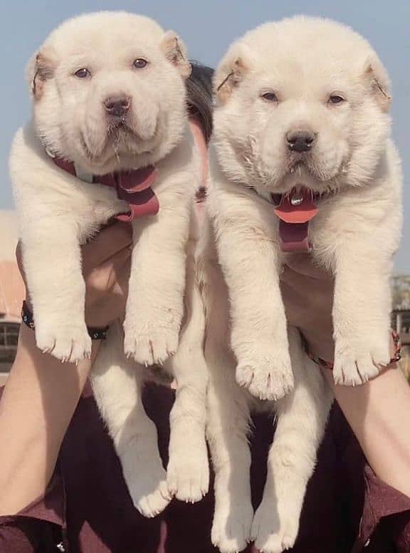 King Alabai Pair | security dog | Alabai Puppies For Sale 0