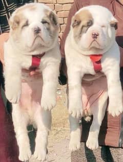 King Alabai Pair | security dog | Alabai Puppies For Sale