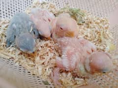 parrot chicks