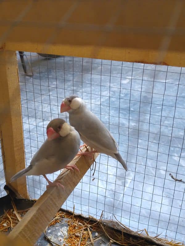 silver java breeder pair for sale 8