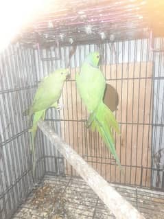 breeder pair