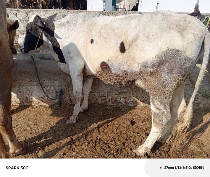 fresion cow / sahiwal cow 1