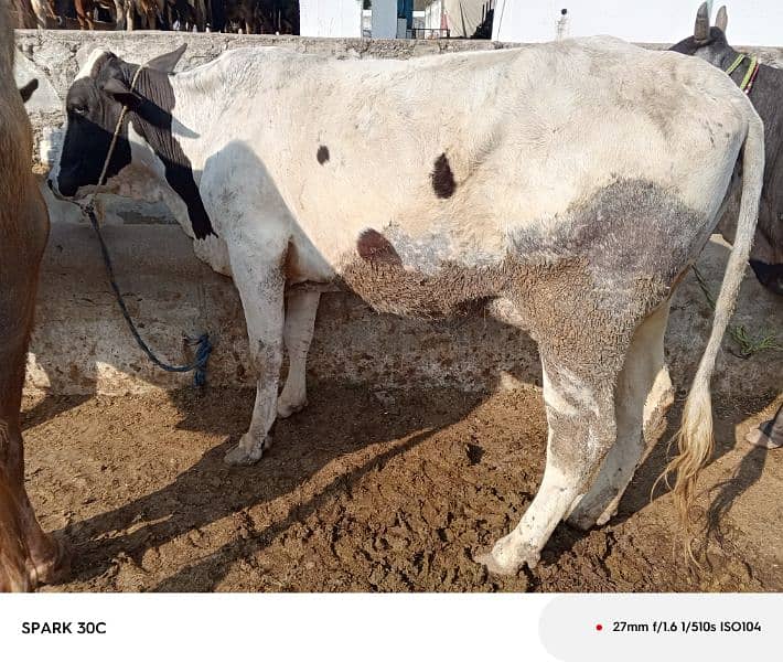 fresion cow / sahiwal cow 2