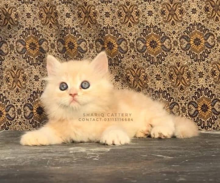 persian cats 1