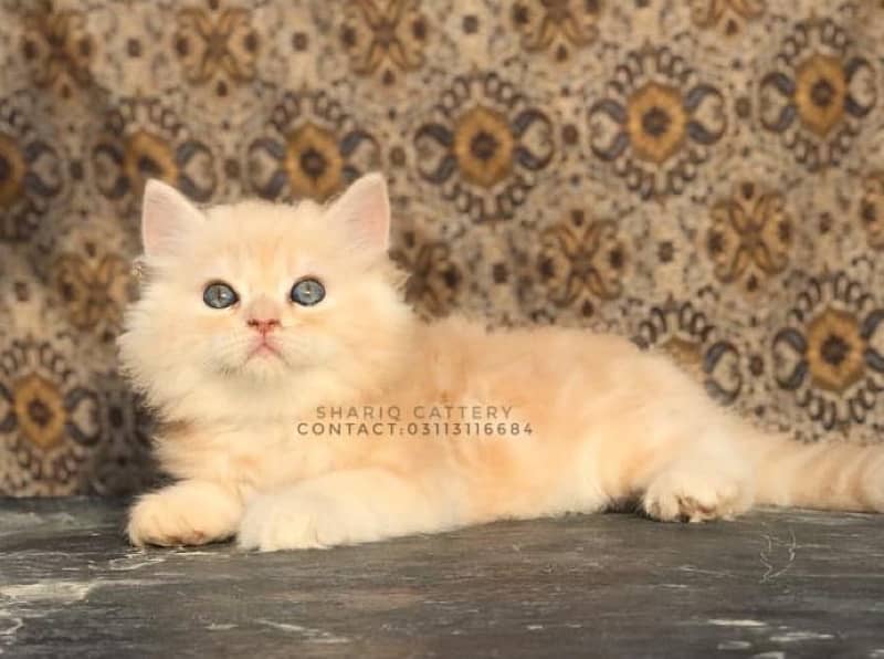 persian cats 2