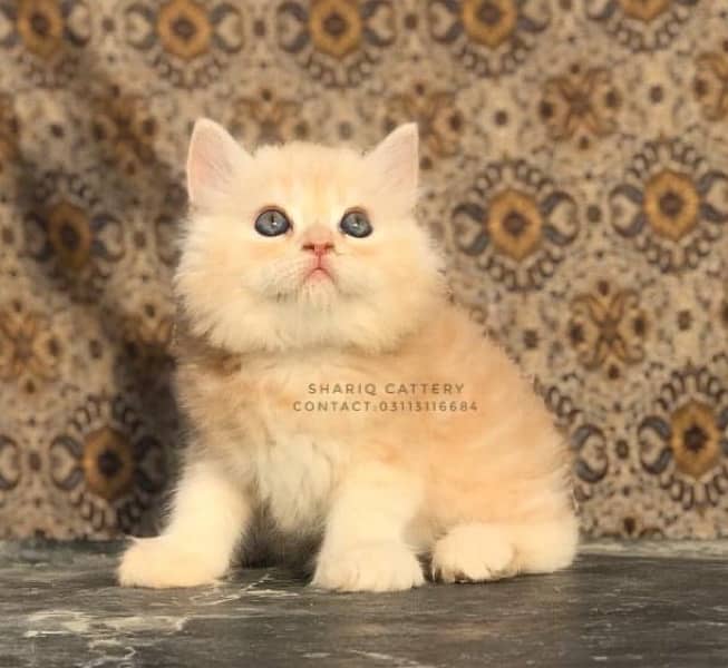 persian cats 3