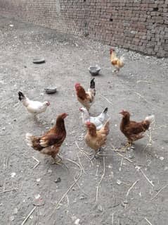 dasi hens for sale 5 female or 2 male