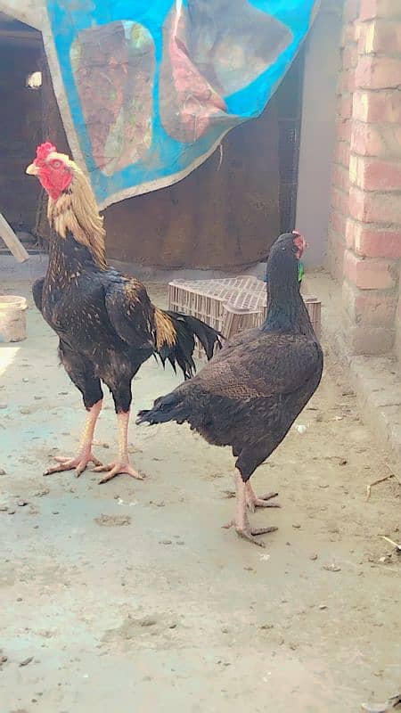 Aseel Sindhi pure aseel pair from Sindhi pure condition 0