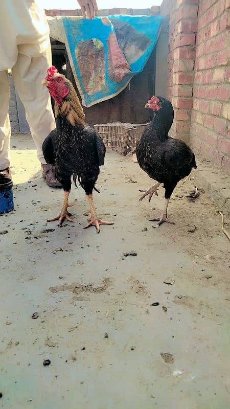 Aseel Sindhi pure aseel pair from Sindhi pure condition 1