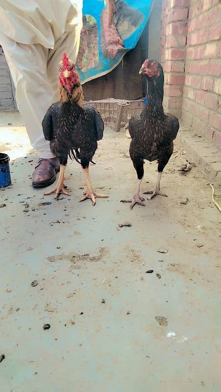 Aseel Sindhi pure aseel pair from Sindhi pure condition 2