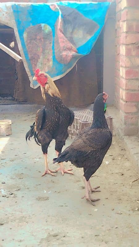 Aseel Sindhi pure aseel pair from Sindhi pure condition 4