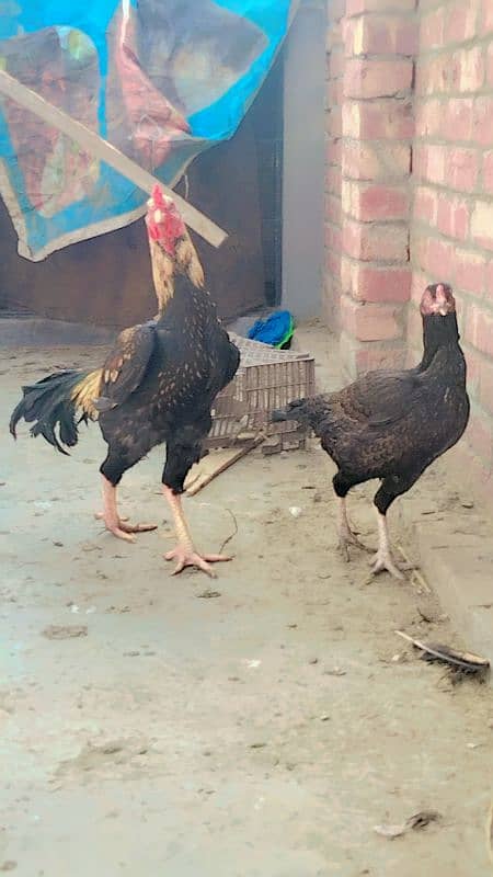 Aseel Sindhi pure aseel pair from Sindhi pure condition 6