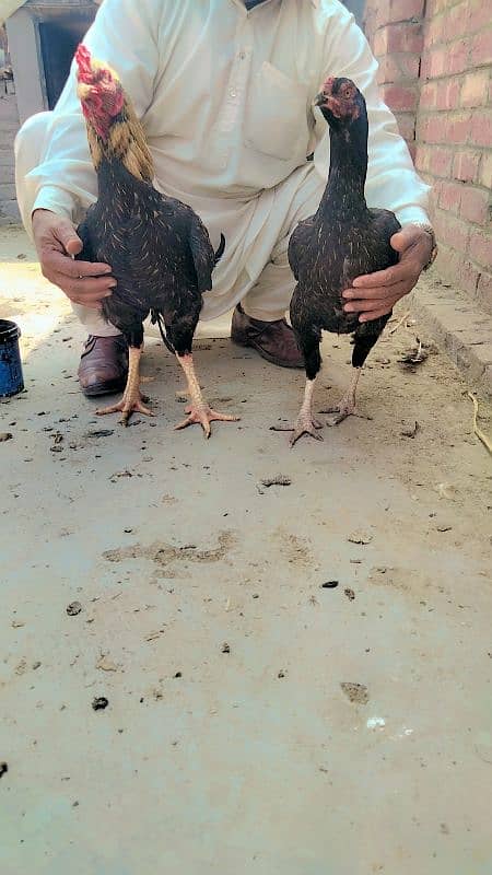 Aseel Sindhi pure aseel pair from Sindhi pure condition 9