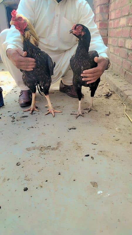 Aseel Sindhi pure aseel pair from Sindhi pure condition 10