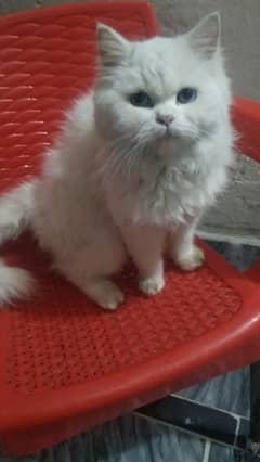 Persian cat female 03167435365