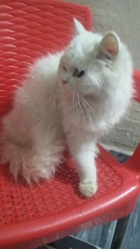 Persian cat female 03167435365 1