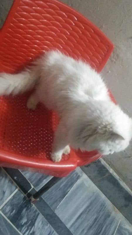 Persian cat female 03167435365 2