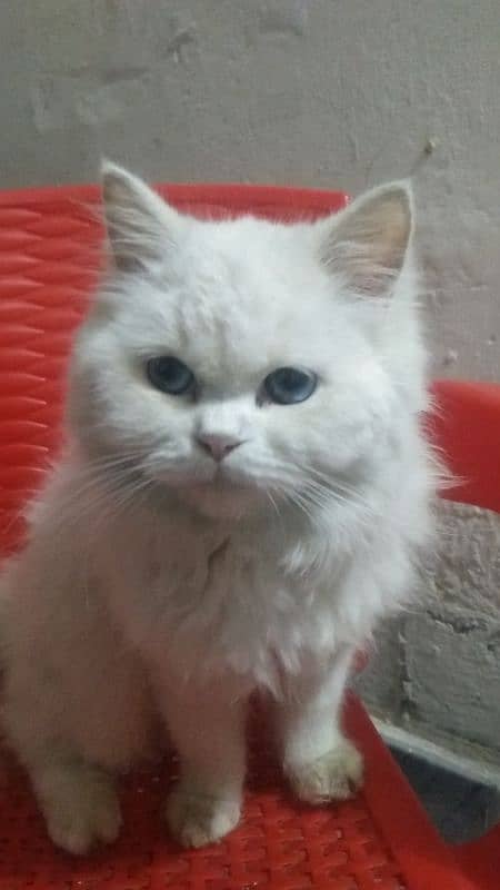 Persian cat female 03167435365 3