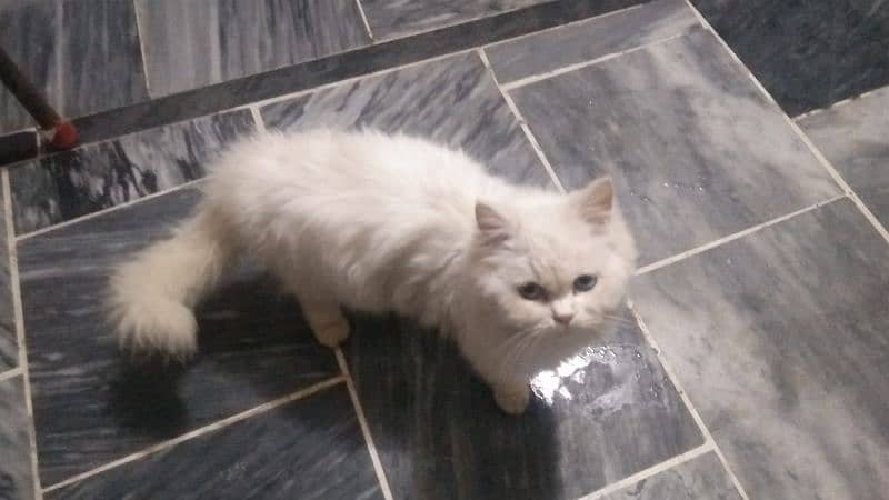 Persian cat female 03167435365 4