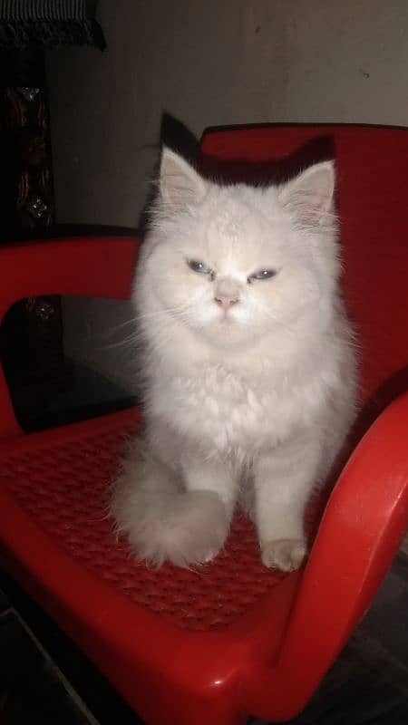 Persian cat female 03167435365 5