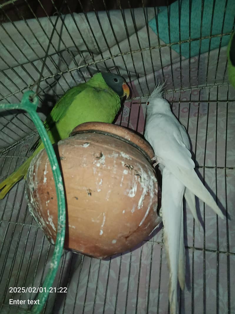 Pair of Raw Talking Parrots and One Cocktail 2