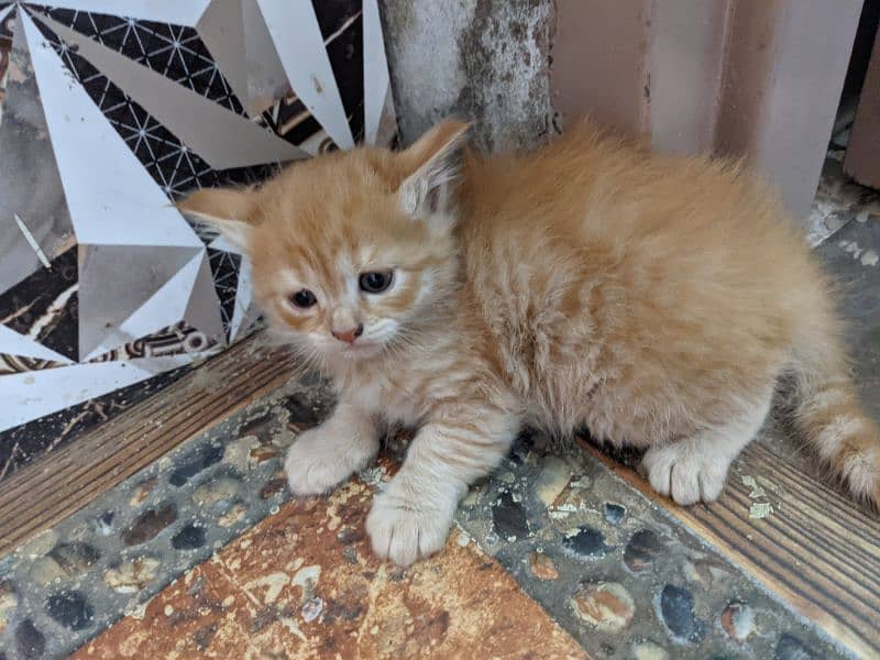 cat for sale brown golden color num 03080331557 0