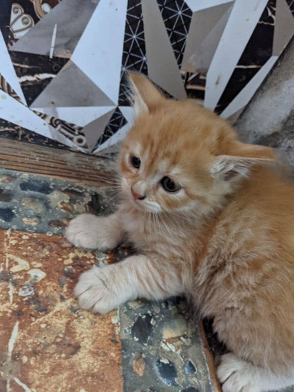 cat for sale brown golden color num 03080331557 1