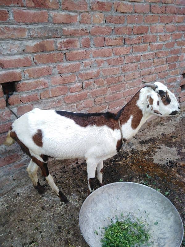 Dogli Bakri 0