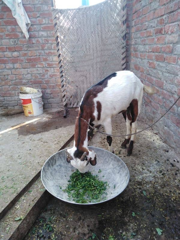 Dogli Bakri 1