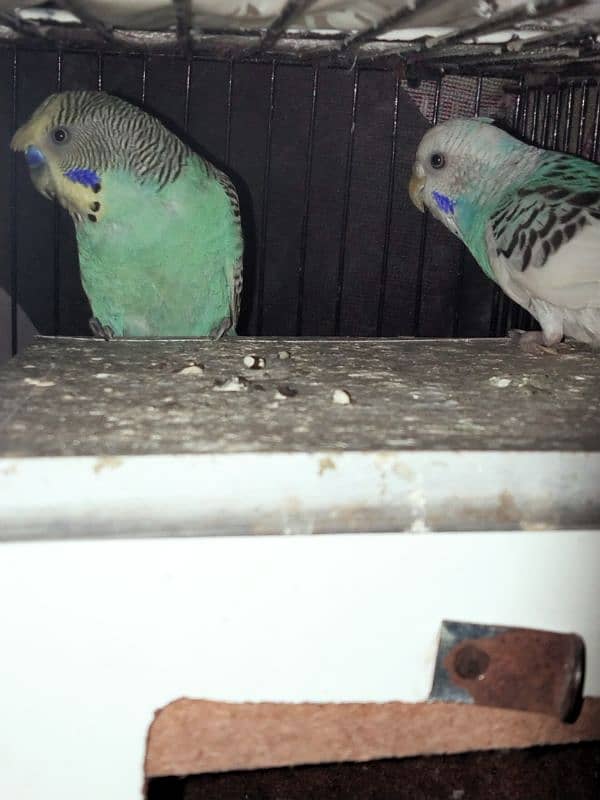 budges breeder pair and one chick 2