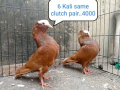 fancy pigeon | kabutar| Jacobin|  frillback saddle | amarican fantail|