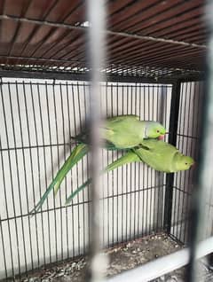 Green Ringnack 100% Breeder Pair For Sale