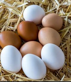 fertile desi/luman egg