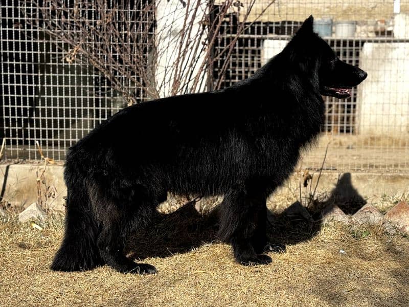 Pink Pedigree Black Long coat male 1