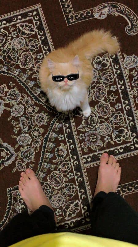 persian cat 2