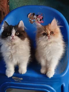 Persian triple coat pair peki bloodline