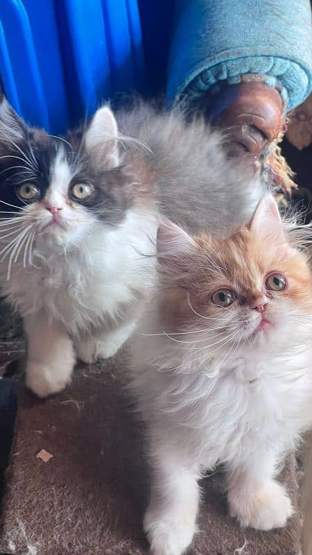 Persian triple coat pair peki bloodline 1