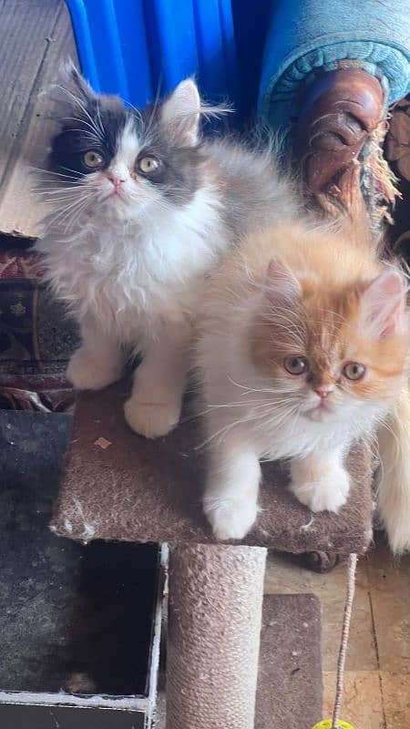 Persian triple coat pair peki bloodline 8