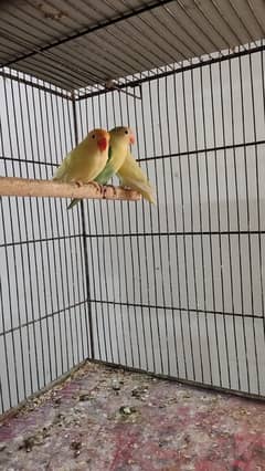 Full setup sale of lovebirds with cages