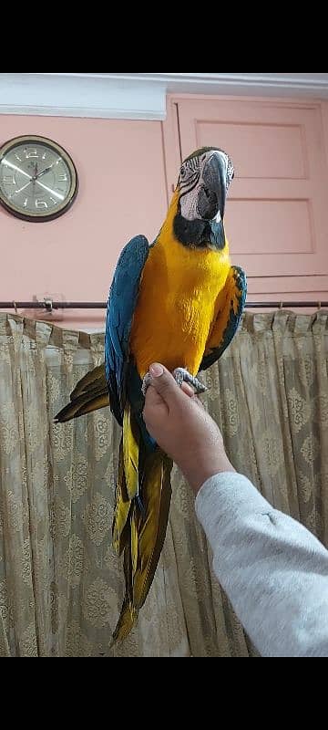 Blue N Gold Macaw Females 4