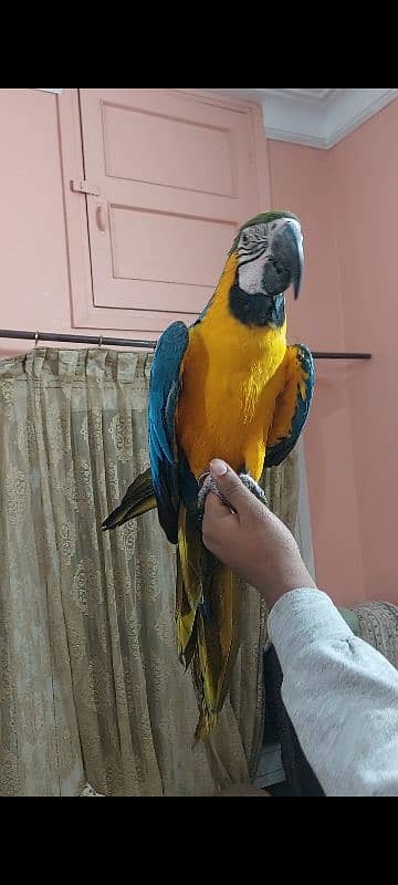 Blue N Gold Macaw Females 5